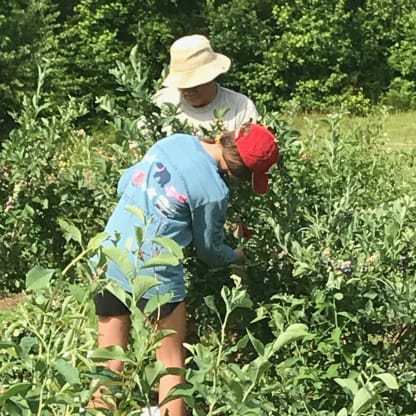 Welcome Blueberries!
