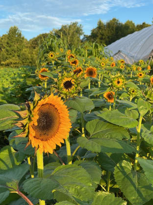 Flower Fields Forever?