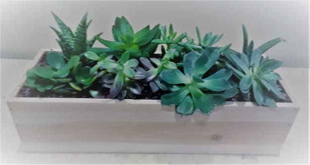 Plant Care and some interesting facts.