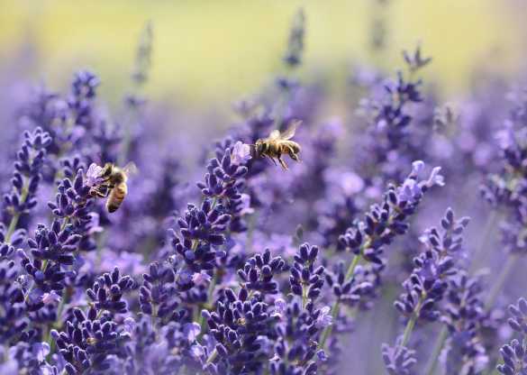 Benefits of Seasonal Flowers in El Dorado Hills