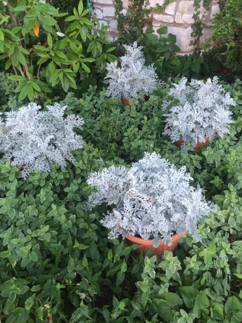 Our Photo Gallery | Parkview Gardens Florist & Greenhouses