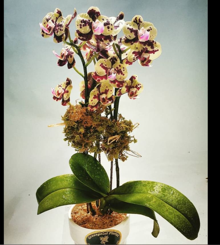 Small Orchid Plant By Greenpoint Floral Co