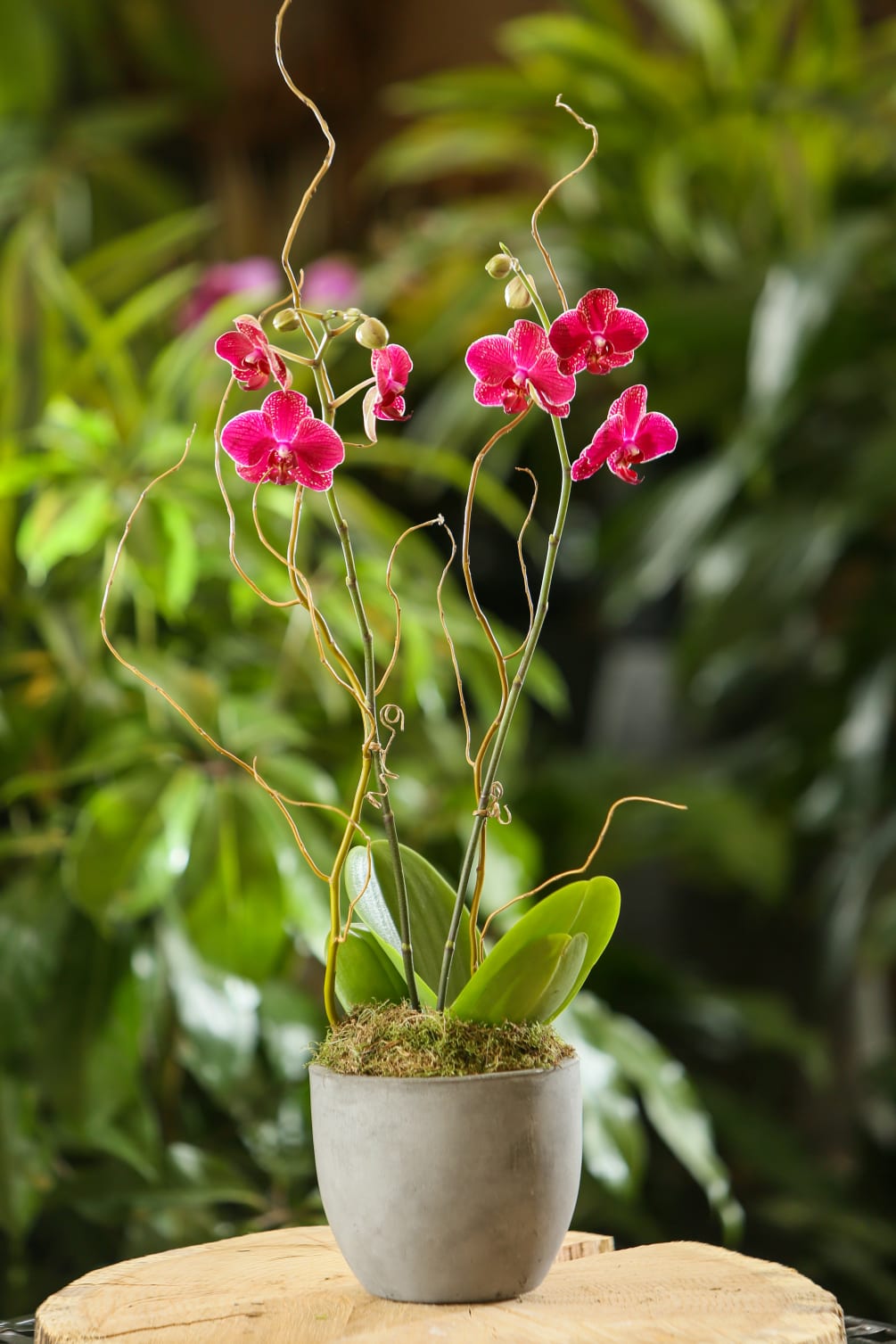 Phalaenopsis Orchid Plant By Ford Flower Co