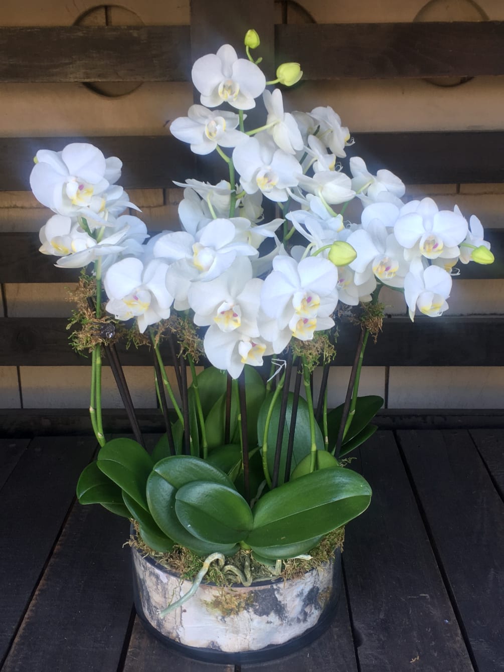 Miniature White Phalaenopsis Orchid Arrangement By Flowers With Love