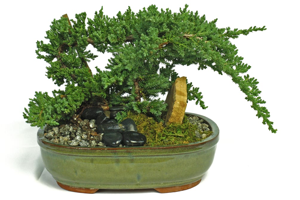 Juniper Bonsai Tree By Long Stems
