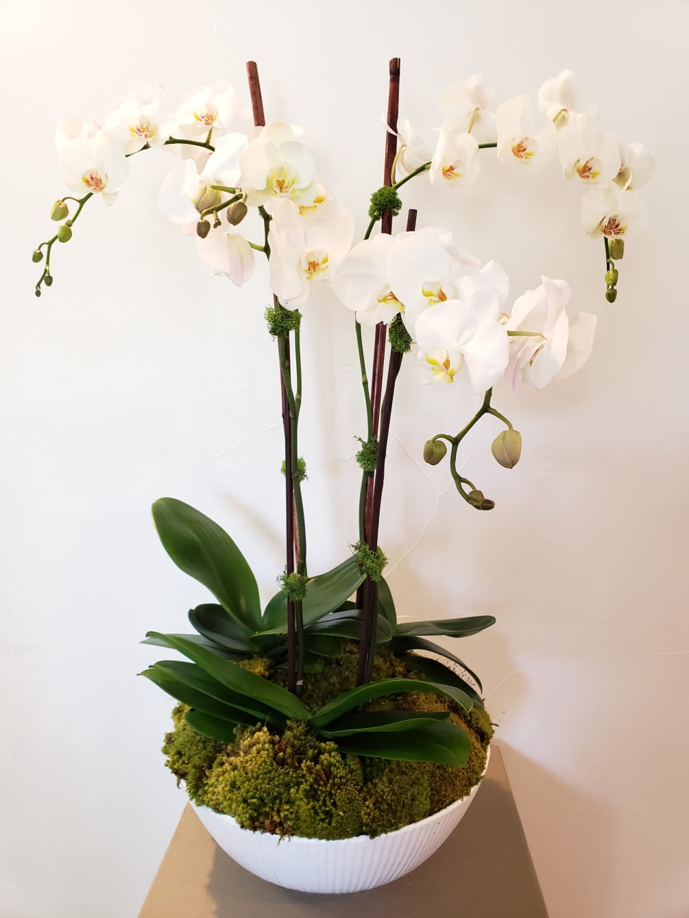 Orchid Bowl By Lotus Garden Center