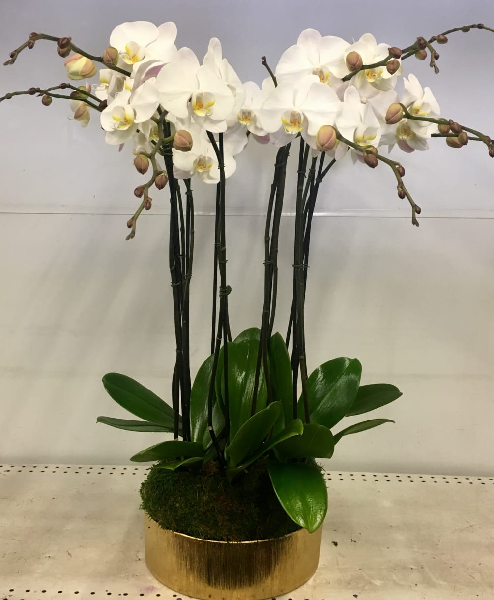 Gold Vase With White Orchids By Grandioscgorchids