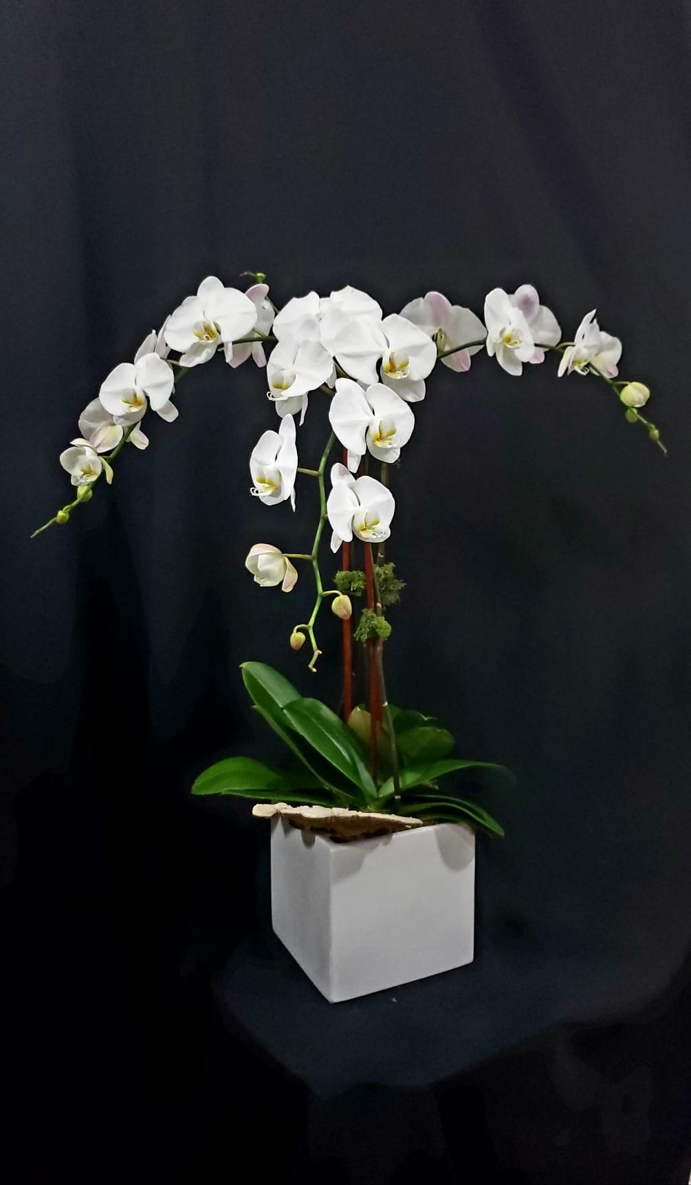 Orchid Trifecta By Ideal Orchids