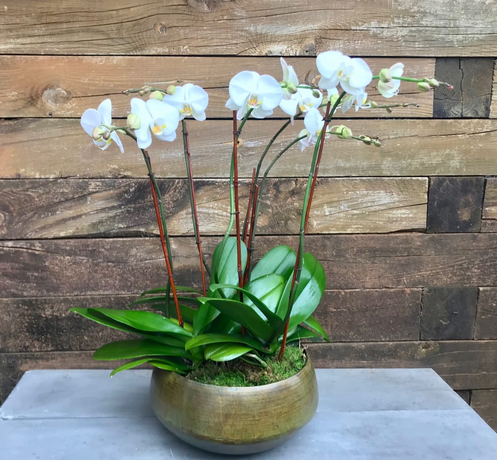 Large Orchid Display By Lemon Floral Design
