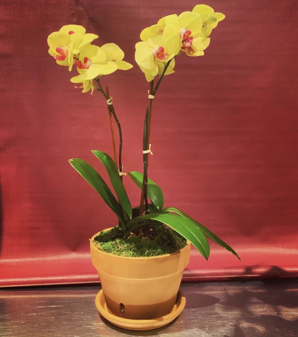 Yellow Phalaenopsis Orchid Planting In Terracotta By Richard Salome Flowers Inc
