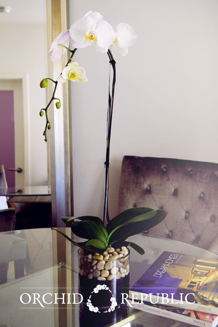 Cascade In Black By Orchid Republic