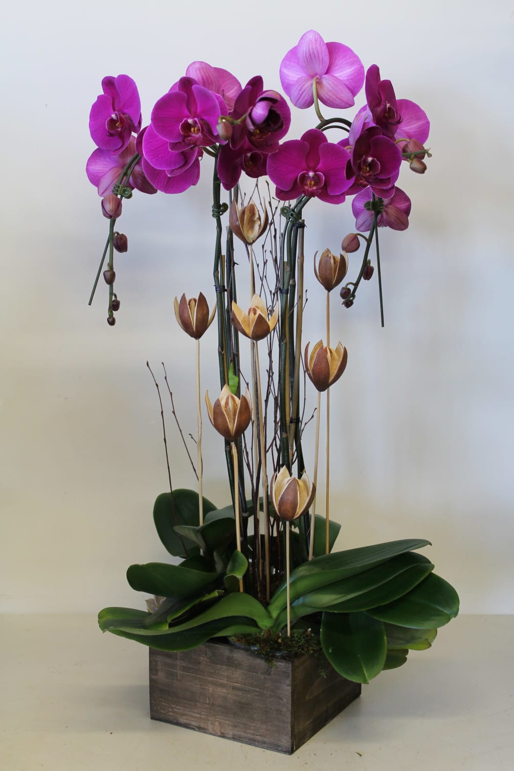 Exotic Orchids By Newport Beach Flora
