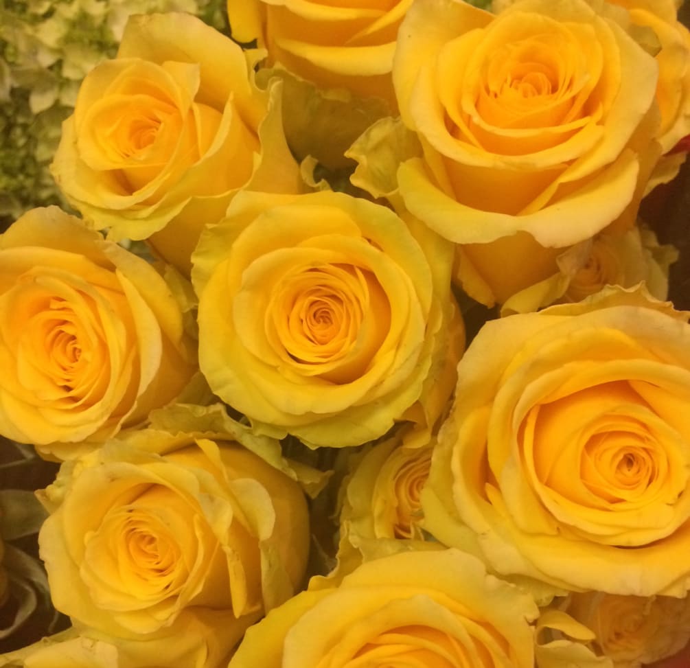Dozen Yellow Roses By Summers Garden