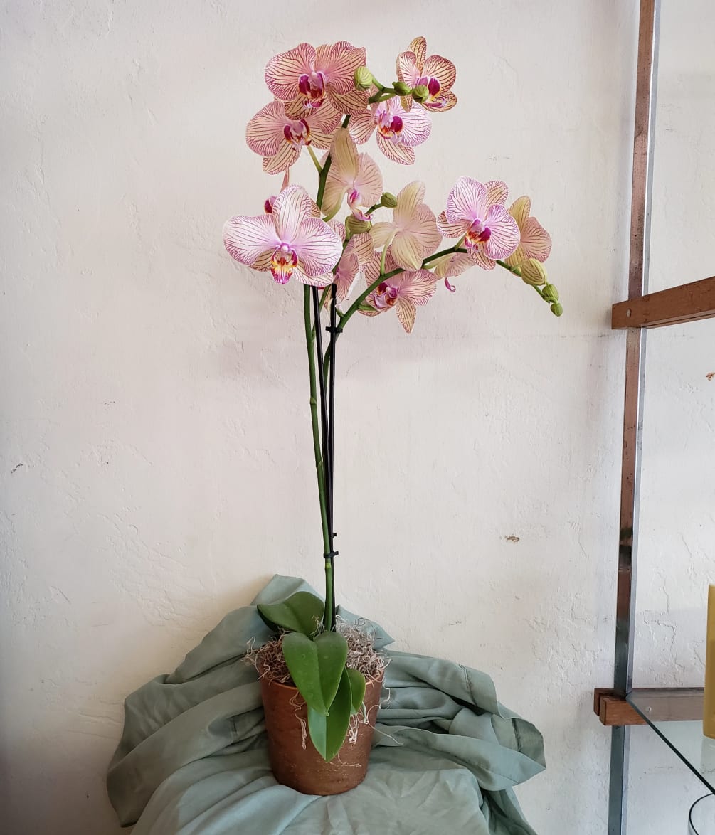 Double Stem Blooming Orchid By Lee S Florist Nursery