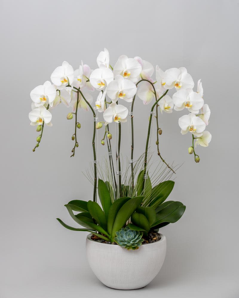 White Orchid Deluxe By Fleur Flower Boutique
