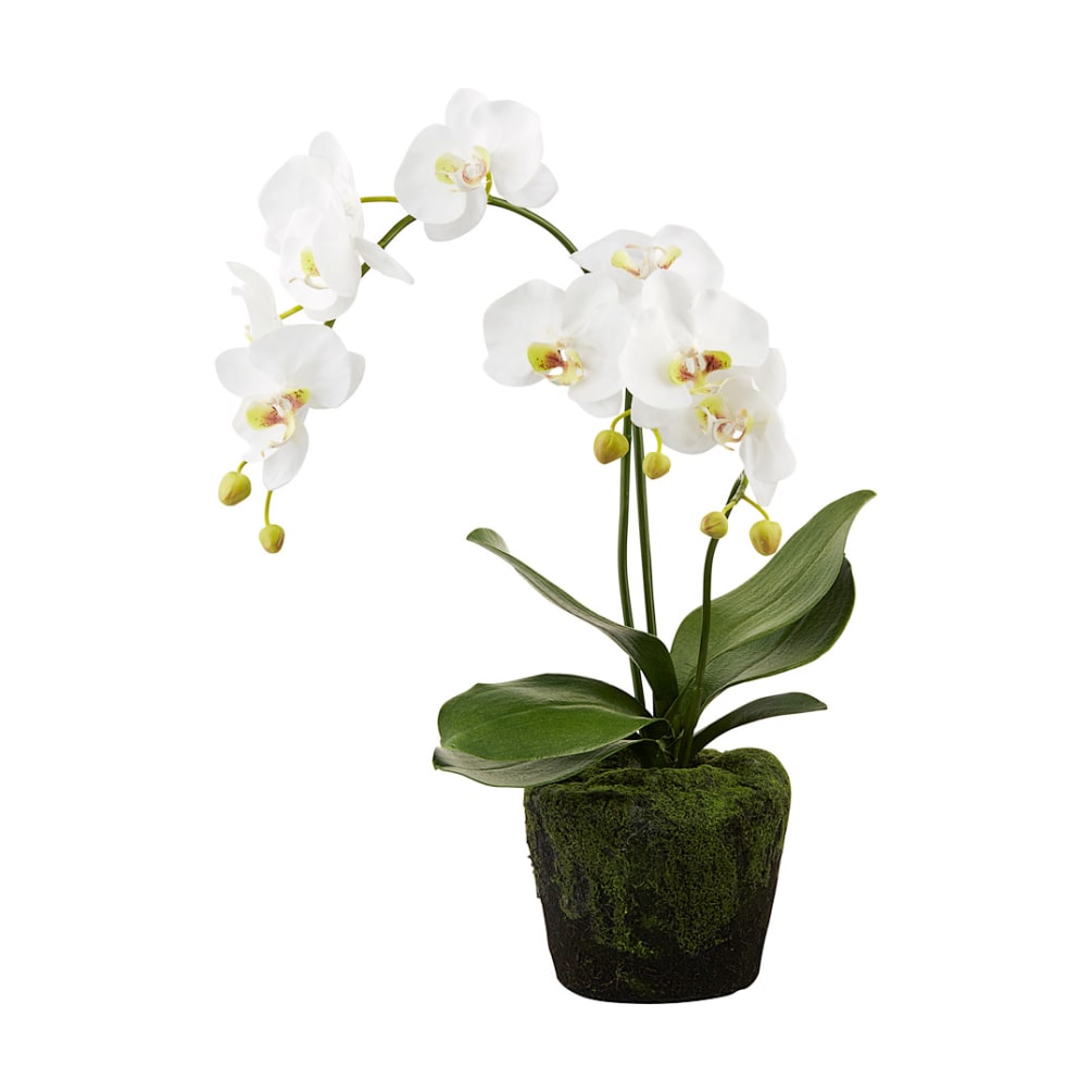 Potted Orchids By Passion Flowers