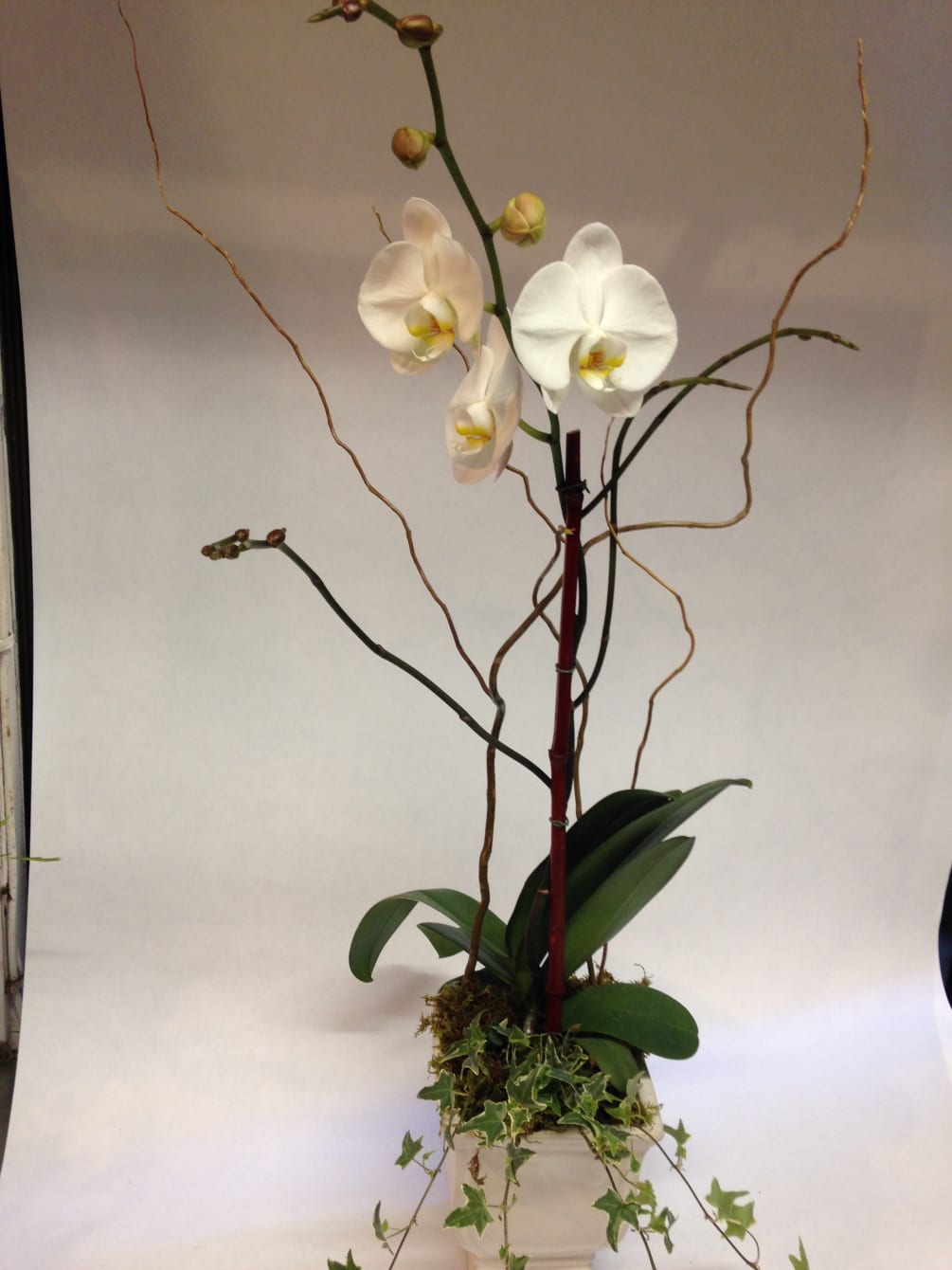 Snow White Orchid Pre Order By Flowers Of The Valley