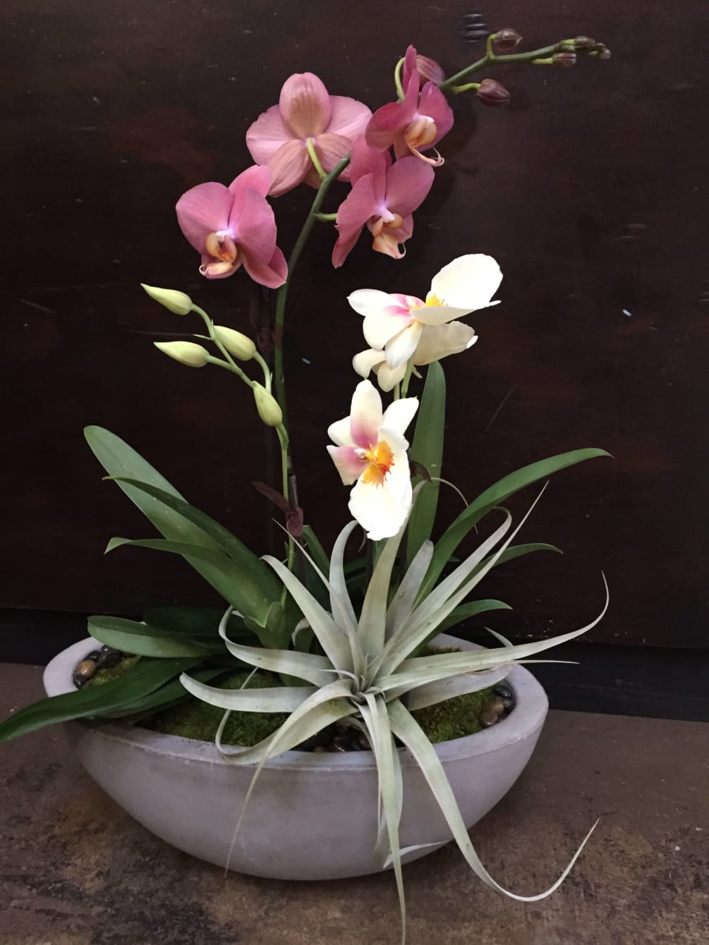 Mixed Orchid Arrangement In Oval Cement By Green Door Design