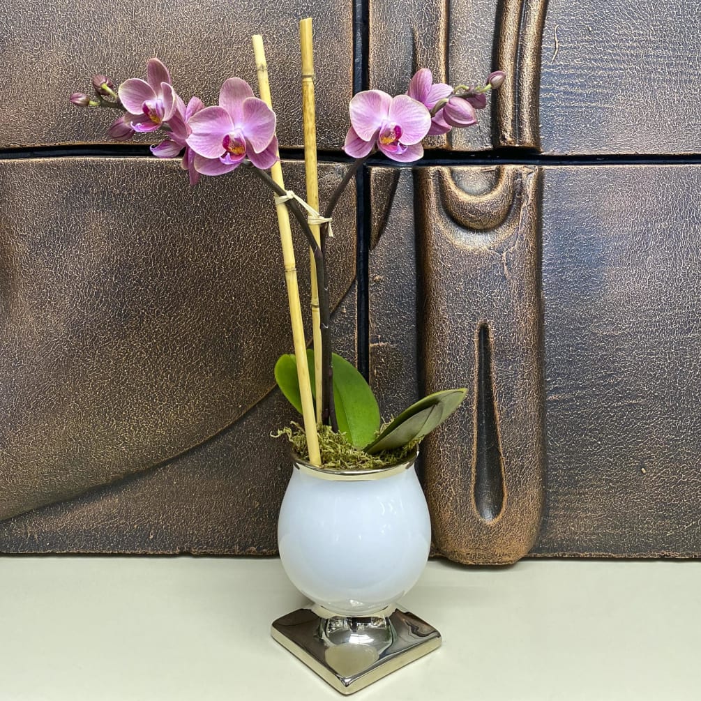 Classy Orchid By Wholesale Flowers