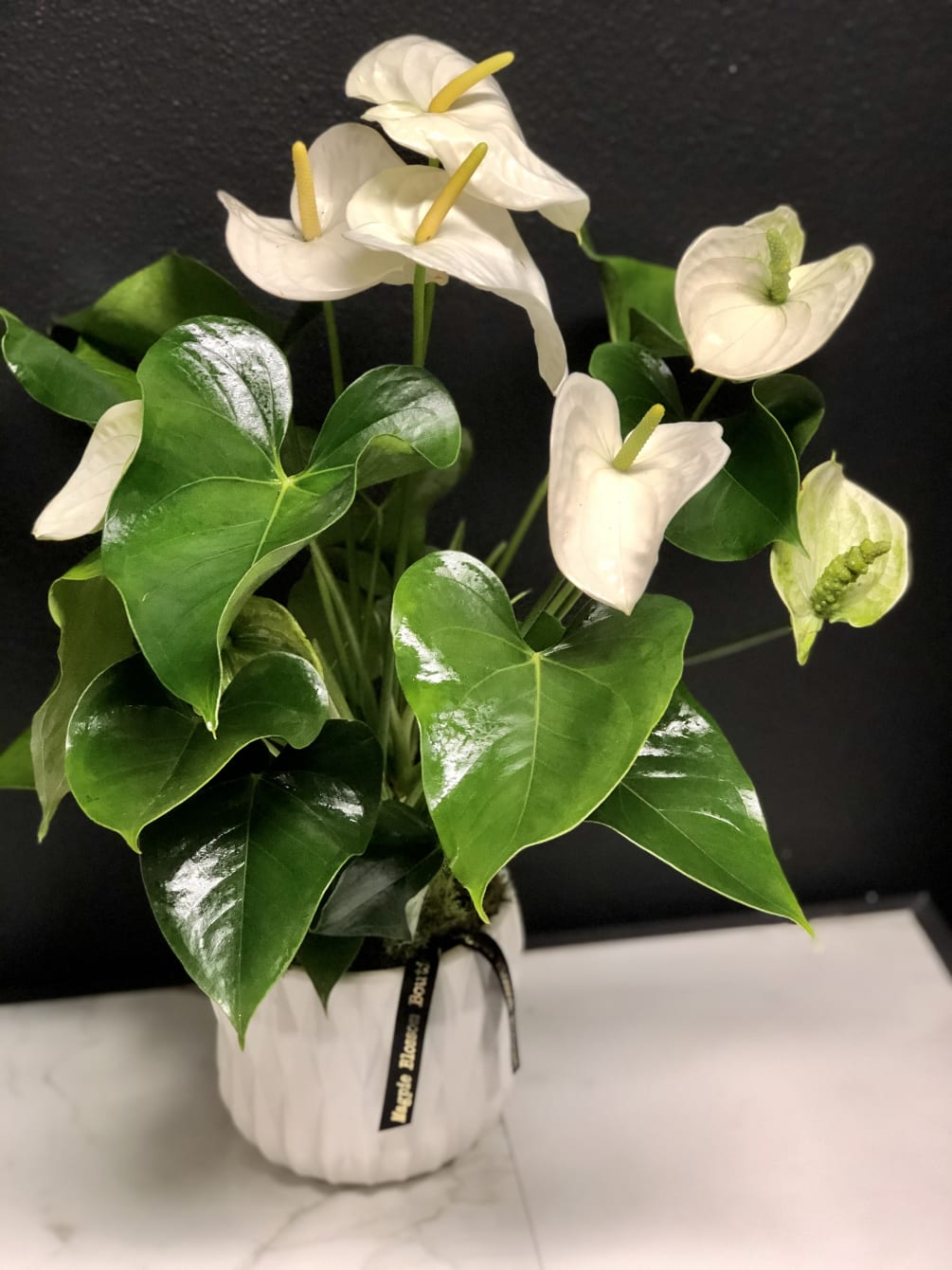 Blooming Anthurium Plant by Magpie Blossom Boutique
