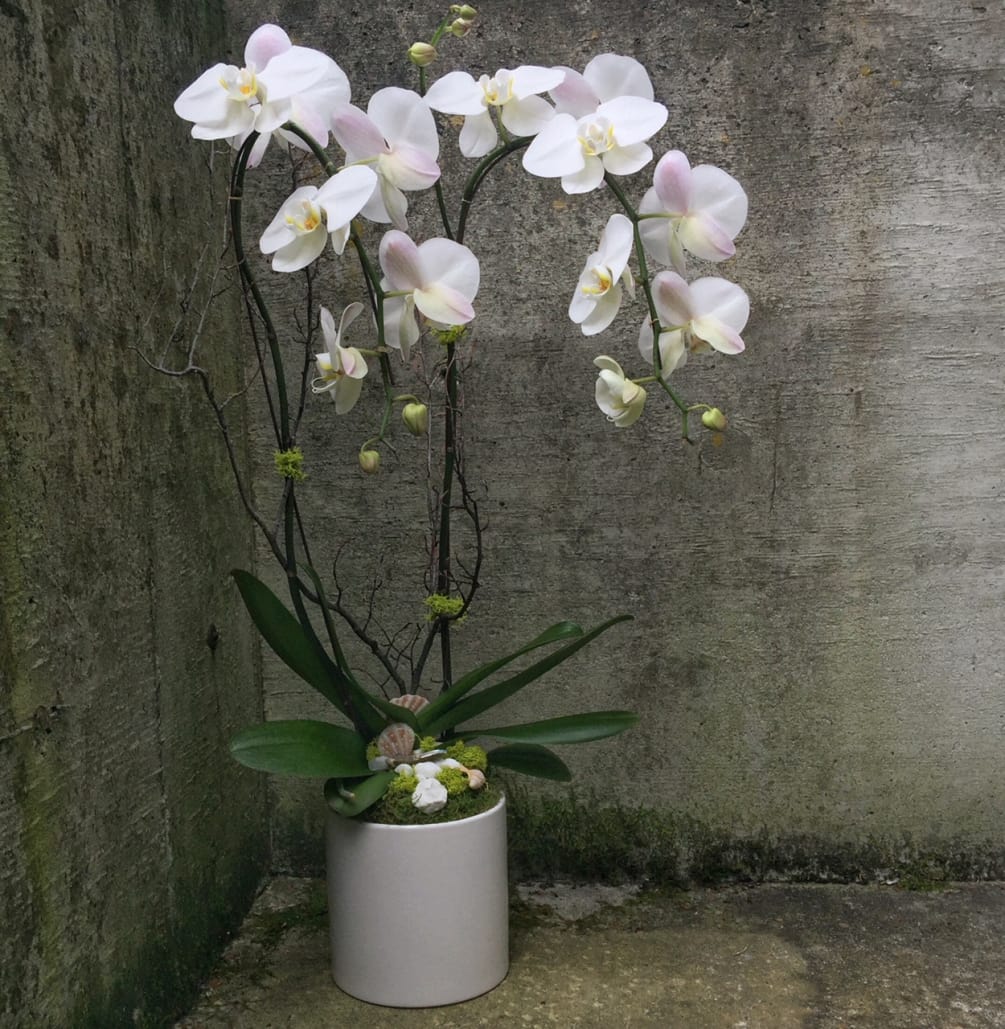 Double Stem White Phalaenopsis Orchid Plant By Fiori Floral Design