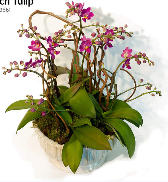 Orchids have always been a great gift for any occasion. Phalionopsis orchids