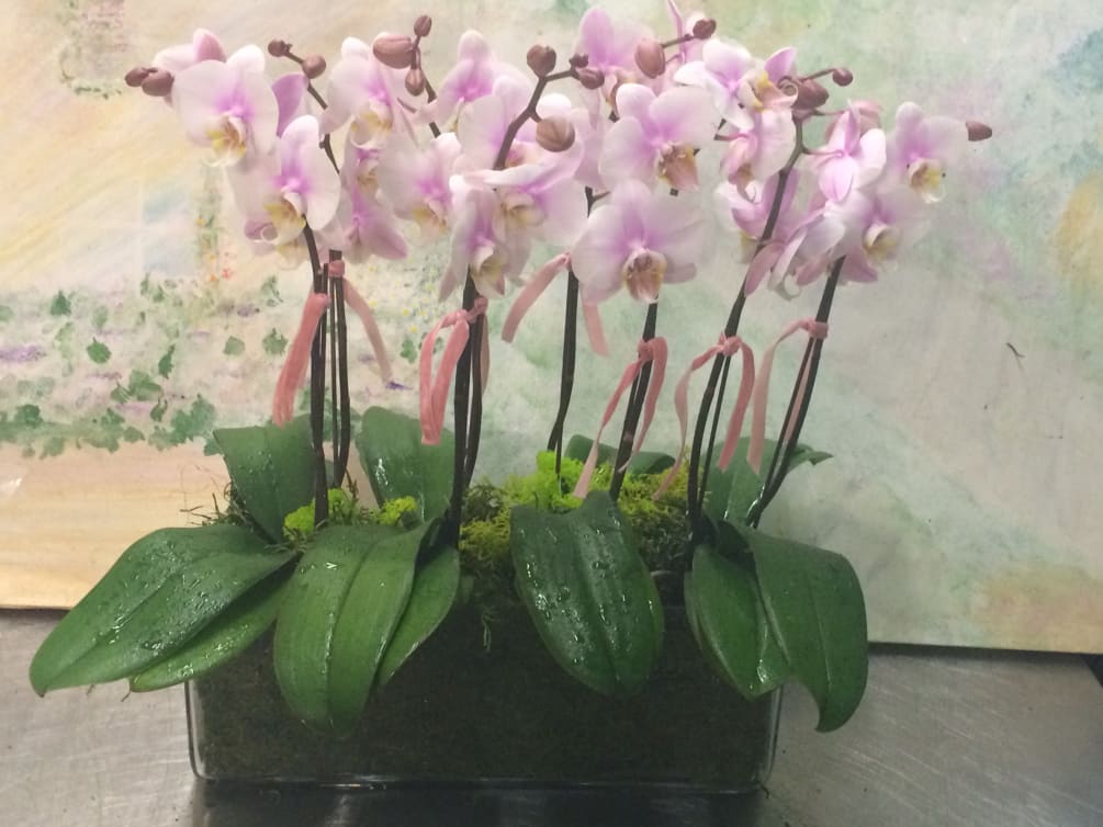 Orchid plant. 