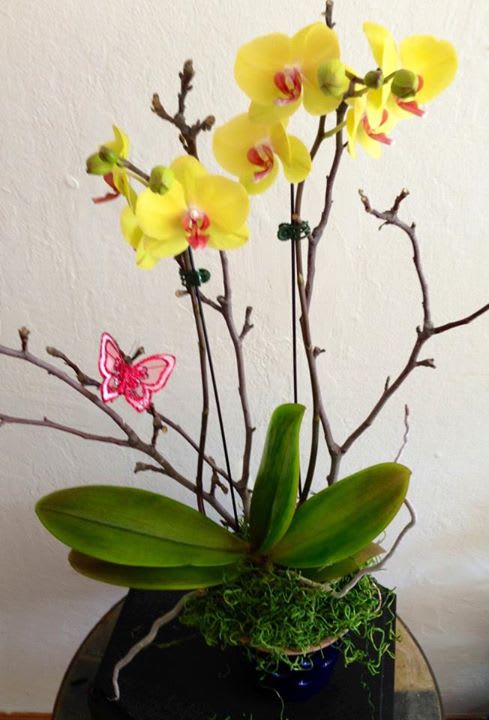 Orchid plants with decorations that gives a wow effect !!!