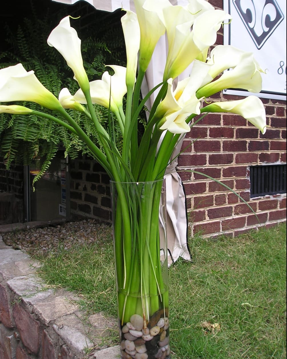 12 standard white callas with clear cylinder vase and river rocks. lily