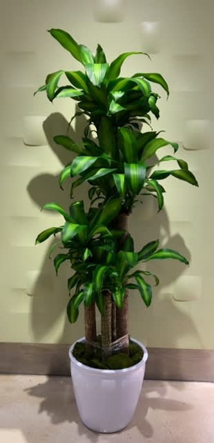 very strong plant, easy maintenance, perfect for the office or home. 