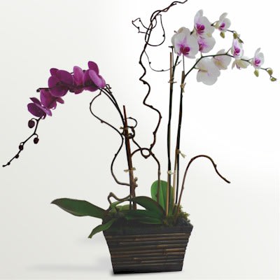 Phalaenopsis Orchids planted in multiple stunning colors presented in a one of