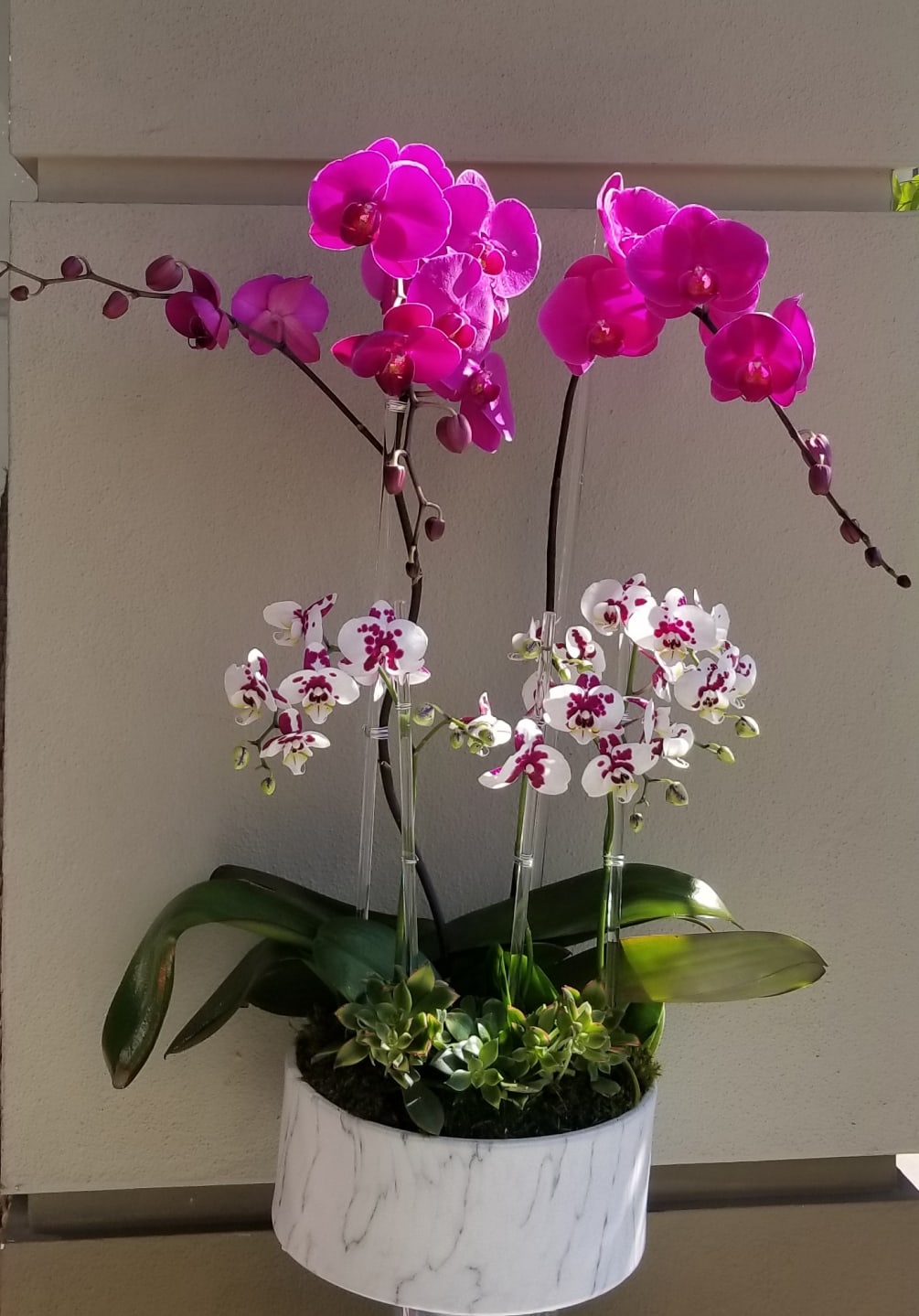 Display of large and mini purple Phalaenopsis orchids plants in a marble