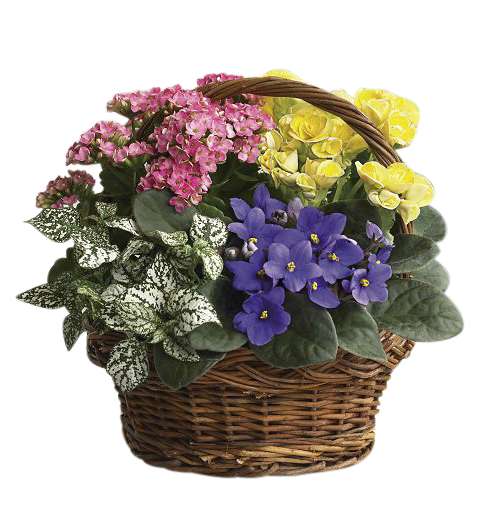 A colorful assortment of blooming plants arranged in a decorative wicker basket.