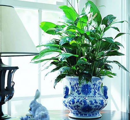 Perfect for an office, get well, or any occasion, these foliage plants