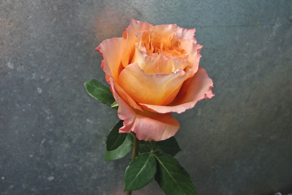 This is one of our favorites - Free Spirit Rose. 
But roses
