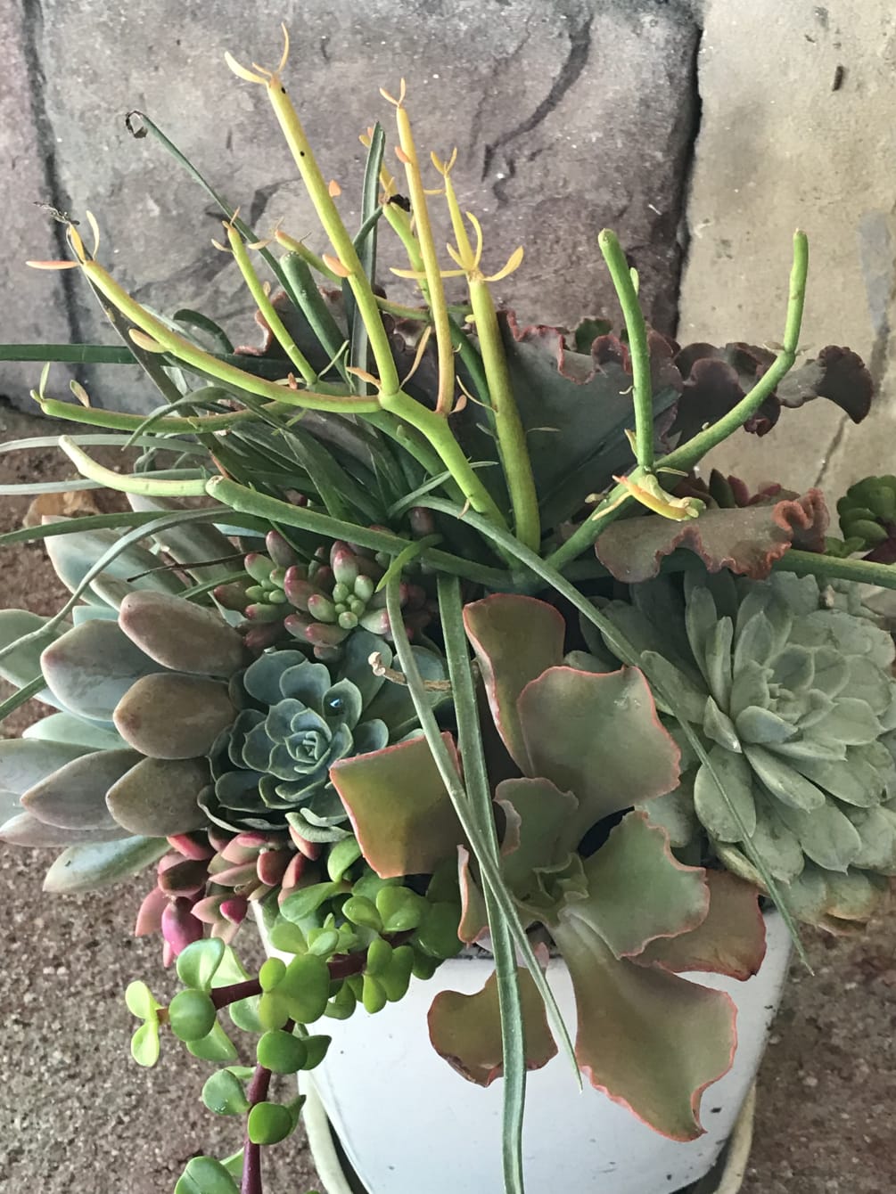 Planter with succulents prettier than any arrangement.