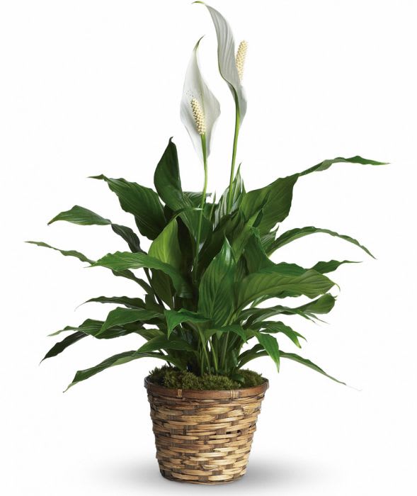 Peace Lily in a Basket 