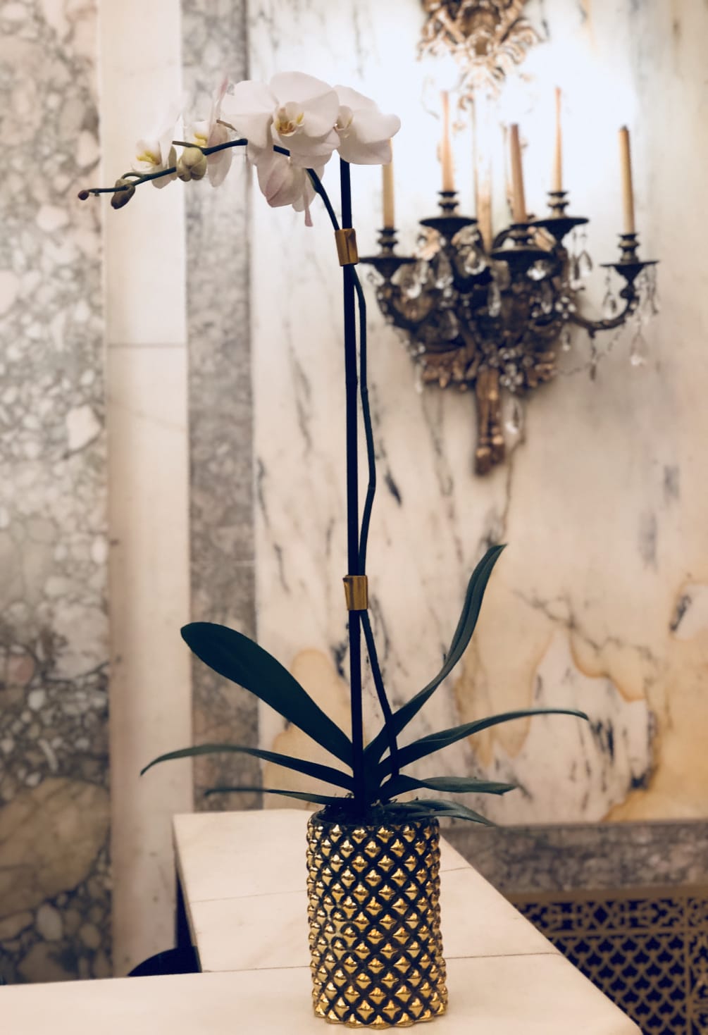 Phalaenopsis orchid plant 