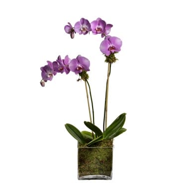Double phalaenopsis orchid plant accented with green moss. 