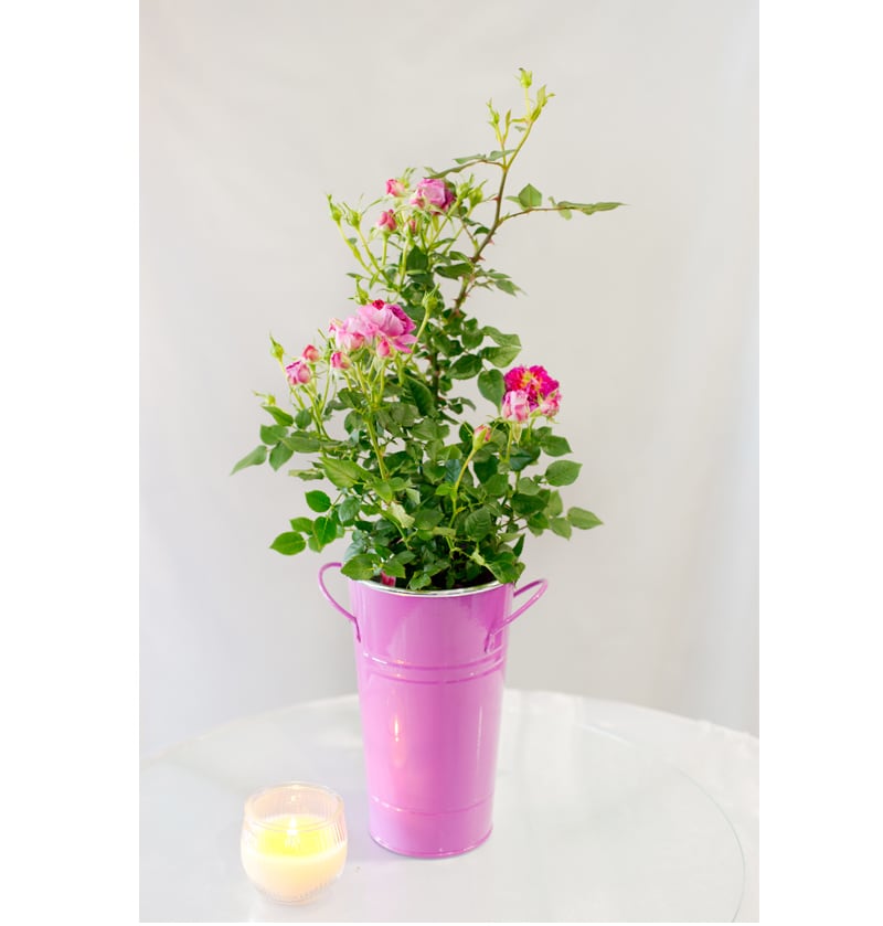 Mini pink rose plant in a tall pink container