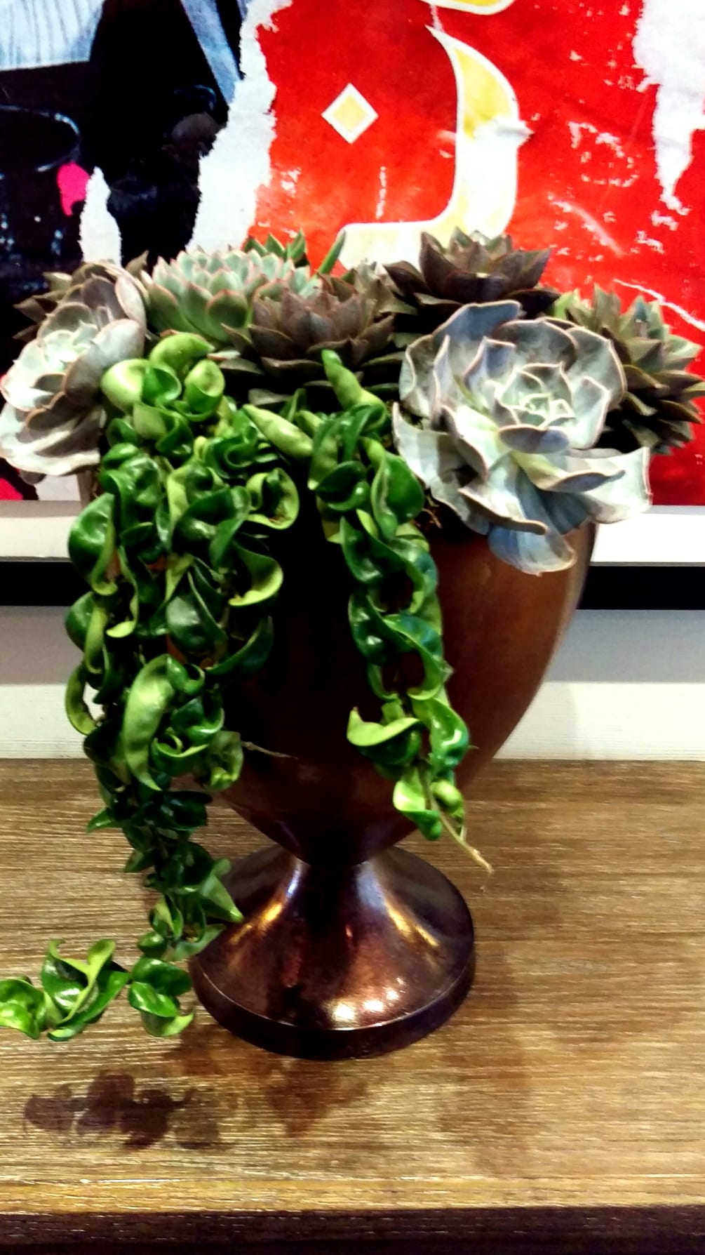 Succulents &amp; foliage garden in a large metal trophy style container.