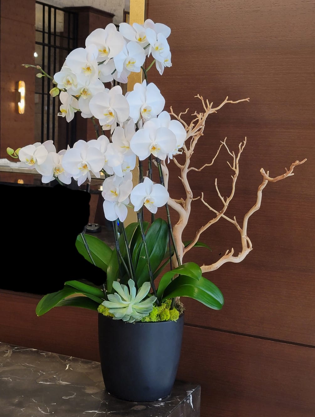 Phalaenopsis orchids, succulent &amp; manzanita branch in a round container. 