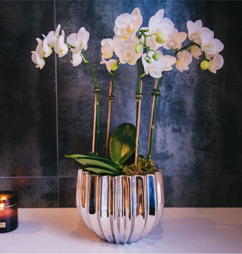 Miniature phaelenopsis orchid plants potted in a beautiful silver bowl. Perfect for