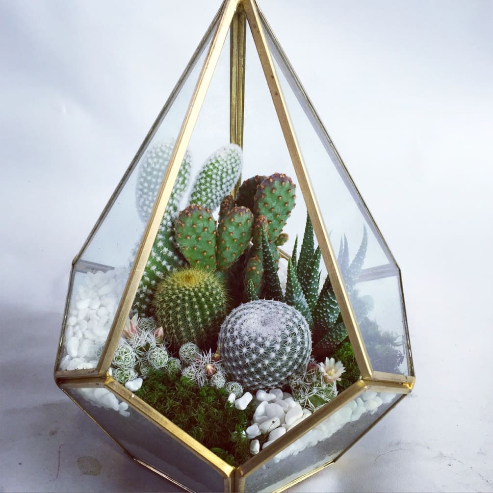 Wowsome Geometric Terrarium (cactus or succulents) by Wowsome Blossom
