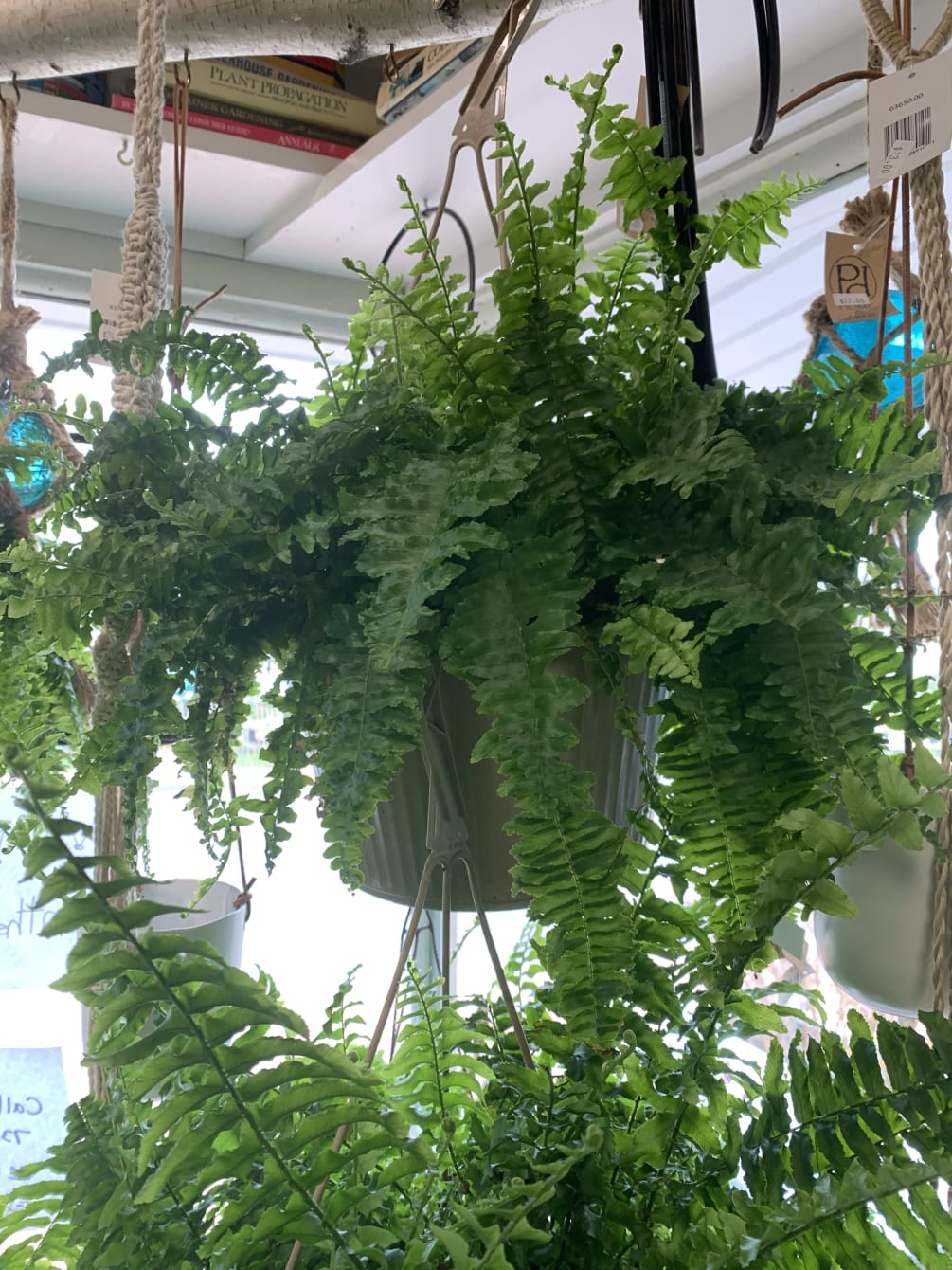 Hanging Boston Fern by In The Garden