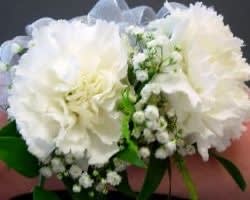 Two flower carnation wrist corsage with greens and baby breath
