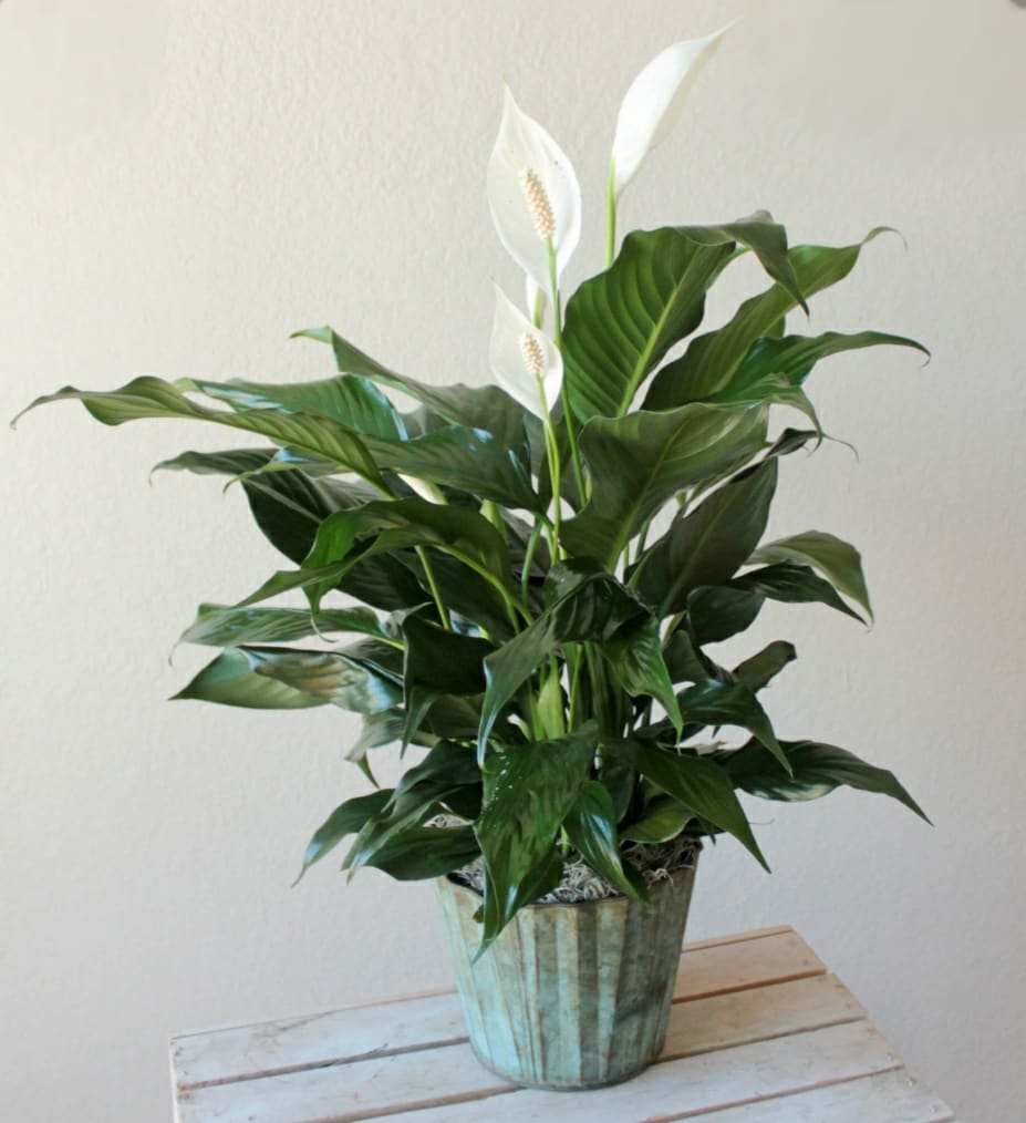A tall reaching spathiphyllum plant, also known as a peace lily, set