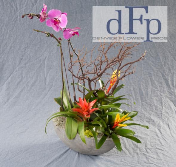 Wooden Orchid and succulent Concrete pot  delivered in Denver by Denver