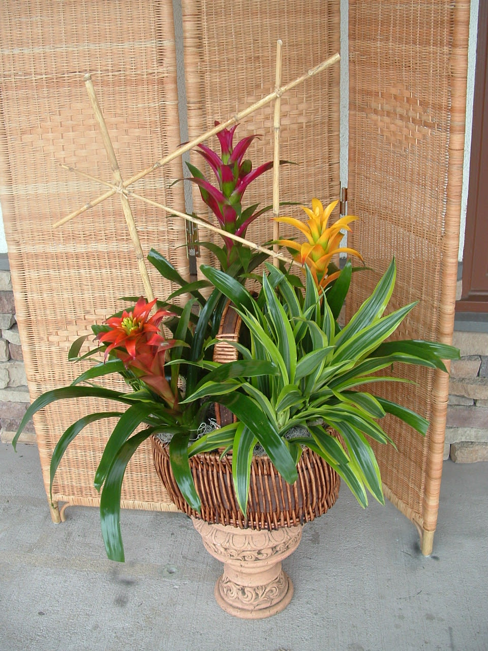 Basket Plant