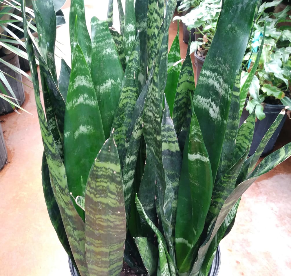 Snake plants are super easy care and can take low light so